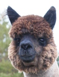 Marquis